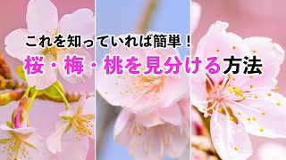 これを知っていれば簡単!?　桜・梅・桃を見分ける方法