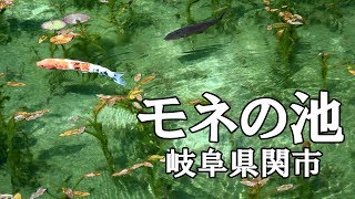 [4K]   モネの池（名もなき池）  岐阜県関市 根道神社