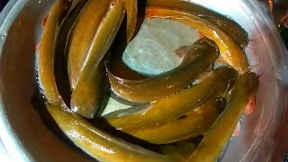 Catfish Market in Dhaka♦Fish Market in Bangladesh♦ঢাকায় দেশি মাগুর মাছের দাম♦Cheapest Fish Market