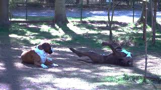 Two sweet boxer boys enjoying the day! 😍