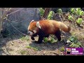 【円山動物園のレッサーパンダ】だらりと過ごすポカポカな午後（円実）　red panda marumi at maruyama zoo