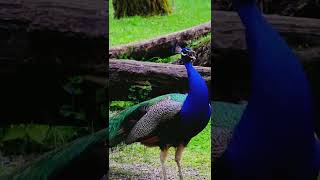 Peacock Sounds - Noises | peacock sound video| Peacock Call | Peacock dance | मोर की आवाज #shorts