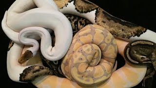 2015 BALL PYTHON COLLECTION 4 update!