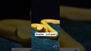 Snake Island: A Thrilling Expedition into Deadly Serpent Territory! 🐍🌴#shorts #snake