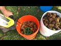 How I Clean and Process Black Walnuts