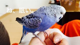 ピヨじい催眠術にかかる。