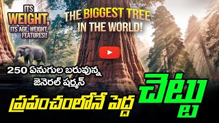 ప్రపంచంలోనే పెద్ద చెట్టు కథ ? Biggest tree in the world? Story