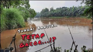 SENSASI MANCING DI SUNGAI BANJIR || IKANNYA GANAS!!? SUNGAI CISADANE MELUAP