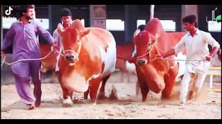 Pakistan biggest bulls || Beautiful heavyweight sahiwal #shorts