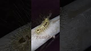 この生き物ヤバくない？！#アカヒゲドクガの幼虫