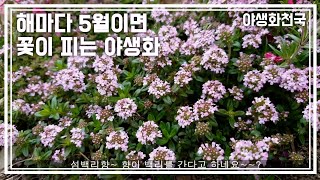 야생화천국  야생화 정원 5월 꽃 이야기 ~ 해마다 이맘때쯤 이면  아름다운꽃을 보여주는 야생화들~~은방울꽃 ,오공국화 ,새우란,섬백리향,겹미나리 아재비,알리섬