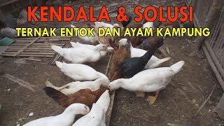 Solusi Cara Mengatasi Kendala Beternak Entok Dan Ayam Kampung Dalam Satu Kandang