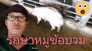 รักษาหมูข้อบวม