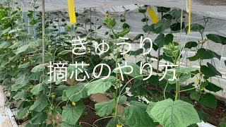 きゅうり栽培 親ツル摘芯と子ツル摘芯 下葉の摘葉のやり方 19/9/11