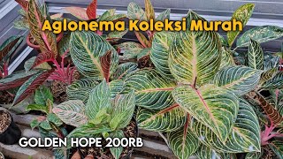 REVIEW AGLONEMA KOLEKSI RUMPUNAN MURAH - HARGA AGLONEMA TERBARU 2025