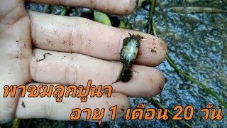 กาาอนุบาลลูกปูนา  #พาชมลูกปูนา🦀 อายุ 1 เดือน 20 วัน  #ทดลองเลี้ยงปูนา #Bank CHANNEL