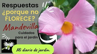 MANDEVILLA lo que necesitas saber para que florezca, mi diario de jardin