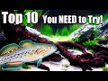 Top 10 Fish Everyone Should Try at Least Once!