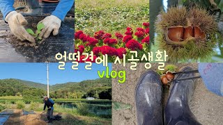 가을농사🍂늦게심은 김장배추와 특급퇴비#시골동물들 🐕🐰🐈🐓