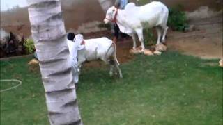 Dangerous Cow Qurbani at our resident full video .