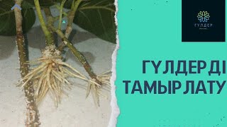 Бөлме гүлдерін қалай тамырлатқан дұрыс?Уй гулдерин калай кобейтемиз