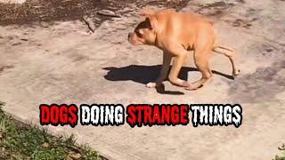 Dogs Doing STRANGE Things V2.