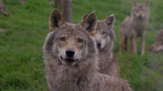 De 'grote boze wolf' kan soms ook best vertederend zijn ... | Wild van Dieren | VTM