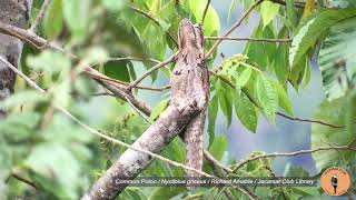 Common Potoo - Nyctibius griseus