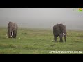 Big Tusker Grazing - Amboseli, National Park, Kenya