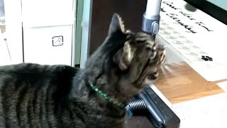 [ねこ]天敵(掃除機)と戦おうとするドラえもん『シャァァ～』