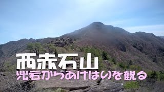 西赤石のアケボノツツジ