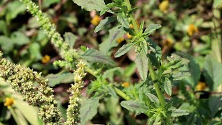 কাঁটানটে শাকের উপকারিতা ও ঔষধি গুনাগুন || Amaranthus Spinosus | খুইড়া কাটা | কাঁটানটে শাক | কাঁটানটে