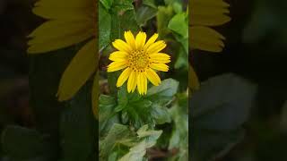 Single yellow flower from a group of grass