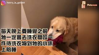 寵毛網／黃金獵犬小怪癖　睡前要咬髒衣服一起睡