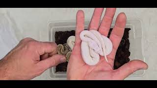 Ball Python Clutch 2025-44 Update
