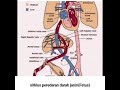 sirklus peredaran darah janin (Fetus)