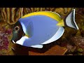 Facts: The Powder Blue Tang