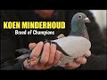 KOEN MINDERHOUD - Continues to breed champions