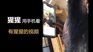 猩猩用手机看，有猩猩的视频