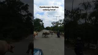 Rombongan Kerbau Sedang Melintas