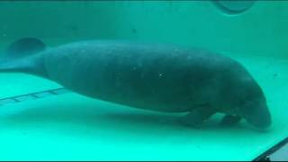 [沖縄美ら海水族館]マナティーのマナとユマ♪