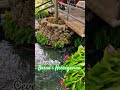 relax 🦆🦢 trebižat ljubuški ceveljusa bosnaihercegovina nature green flowers water waterfall