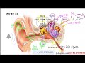 해부생리 귀의구조와 기능 요약정리 문제풀이