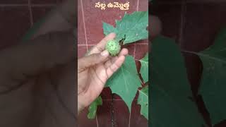 నల్ల ఉమ్మెత్త ఔషధ మొక్కల లో ఓ అద్భుతం||Medicinal values of black datura.