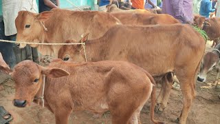 আজ ২২ মার্চ || প্রচুর চাহিদা সম্পন্ন শাহিওয়াল ষাঁড় বাছুর গরুর দাম || জাবরহাট