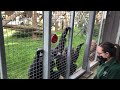 Primate Keeper Katherine   Training Programme