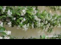 trachelospermum jasminoides chinese star jasmine at plantmark wholesale nurseries