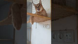 Каракал Макклейн , свесил лапки и отдыхает. #caracal #cat #servalcats #каракал #caracal #serval