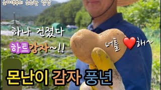 [시골텃밭vlog]50대부부의 텃밭일상/감자수확하고 참깨 모종심기/오도이촌의 힐링라이프#일상vlog#귀촌#주말농장