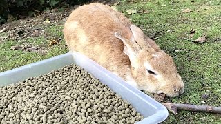 Rabbit taking a nap in front of the feast